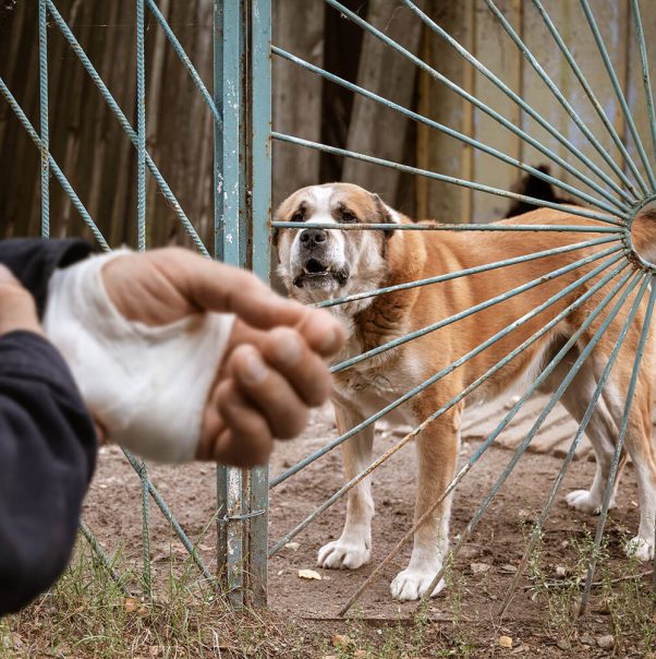 dog-bite