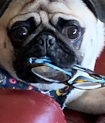 pug pug